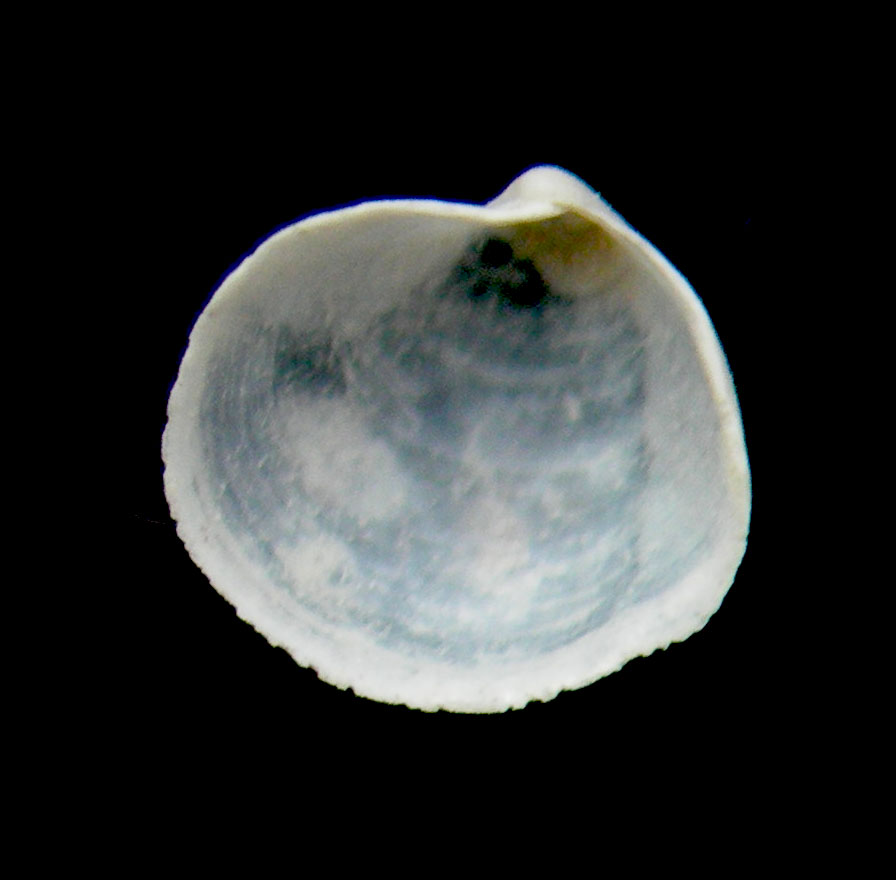 Thyasiridae